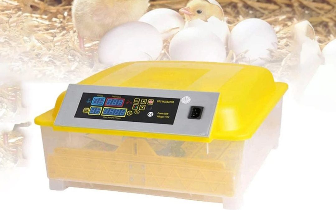 Incubadoras de huevos en Cundinamarca | Calidad garantizada