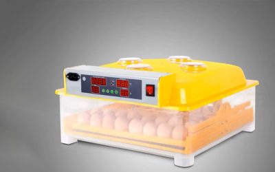 Incubadora de huevos: tecnología que impulsa resultados