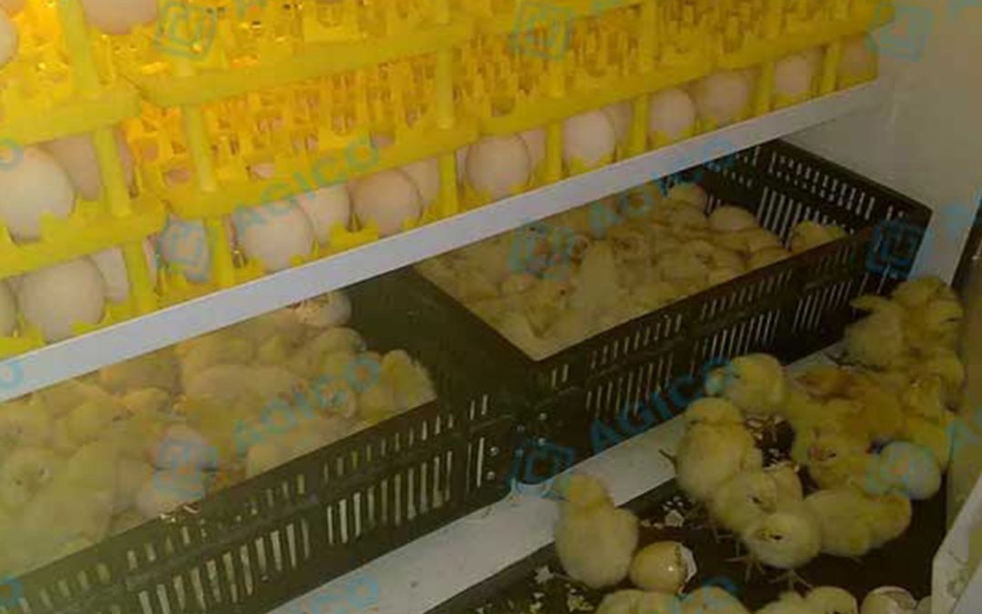 Incubadora de pollos precio: calidad, control y rentabilidad