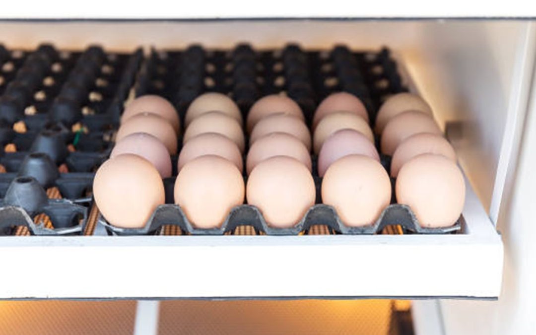 Huevos de gallina en incubadora: tecnología que transforma la producción