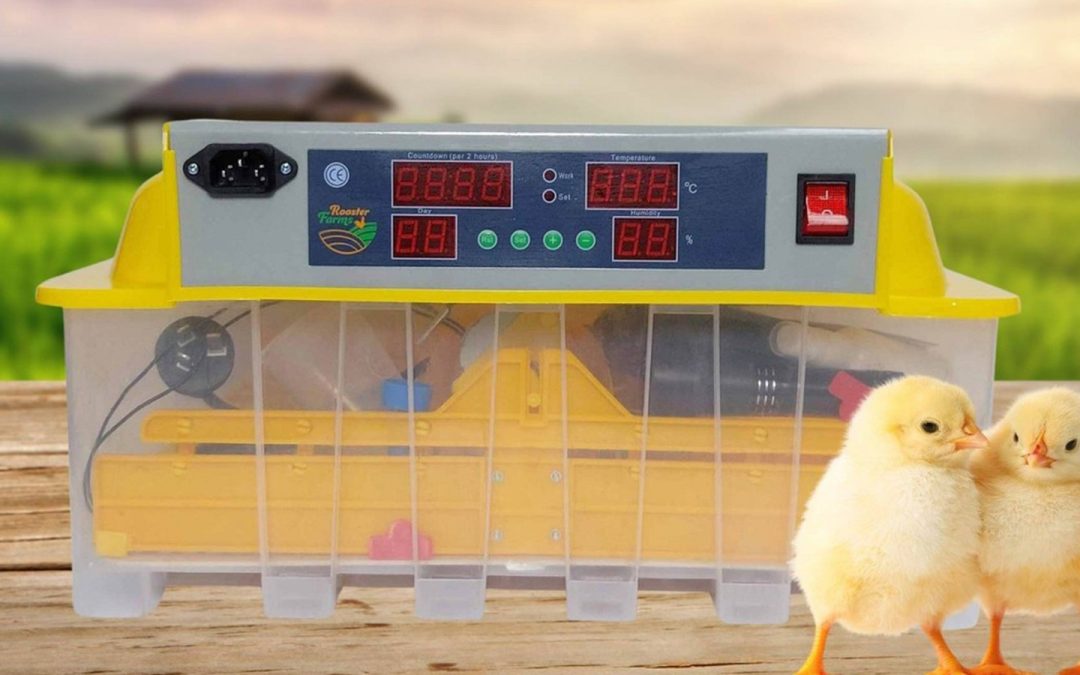 Comprar incubadora de pollos: tecnología que impulsa tu crecimiento