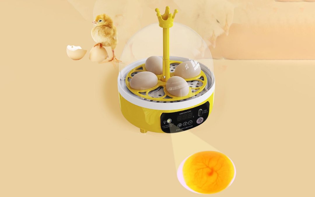 Huevos de gallina incubadora: mejora tu proceso hoy