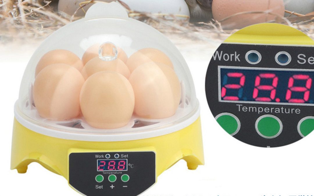 Precio de incubadoras para pollos: guía para invertir con inteligencia