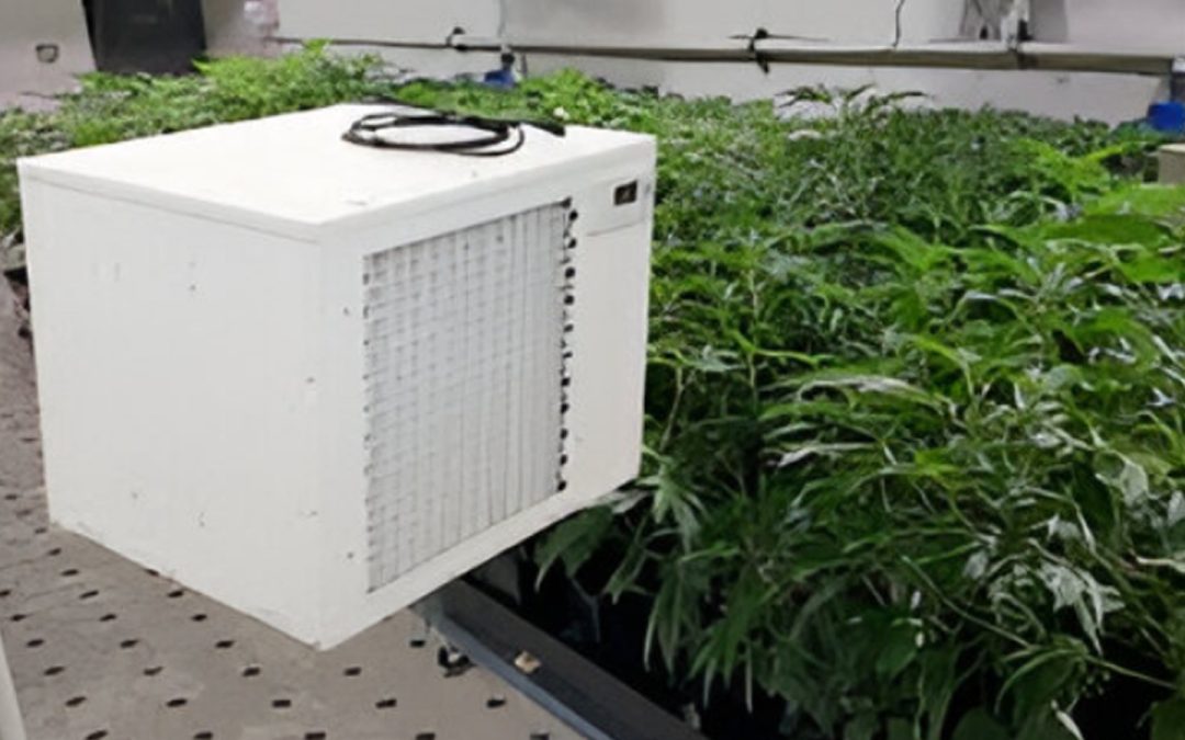 Deshumidificadores para Cultivo: el control que tus plantas necesitan